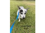 Adopt Upsie Daisy a Australian Cattle Dog / Blue Heeler, Corgi