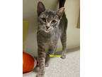 Adopt Maureen a Domestic Short Hair