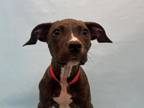Adopt Allie a Pit Bull Terrier, Mixed Breed