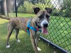 Adopt Nessie a Pit Bull Terrier, Mixed Breed