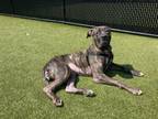 Adopt Sky a Presa Canario, Mixed Breed