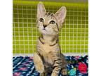 Adopt Bubbles a Domestic Short Hair