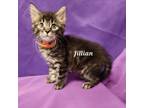 Adopt Jillian a Domestic Medium Hair