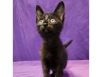 Adopt Octagon a Domestic Short Hair