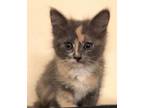 Adopt Gremlin a Domestic Short Hair, Calico