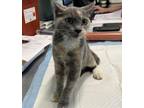 Adopt DEBRA a Domestic Short Hair