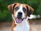 Adopt RIGATONI a Beagle