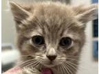 Adopt Pepita a Domestic Medium Hair