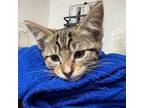 Adopt Suni Lee a Domestic Short Hair
