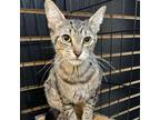 Adopt Katie Ledecky a Domestic Short Hair