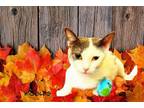 Adopt Mrs. Wiggles a Domestic Short Hair
