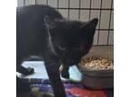 Adopt Nugget a Domestic Short Hair