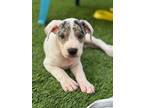 Adopt Vela a Pit Bull Terrier, Cattle Dog