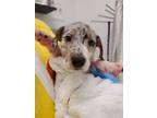 Adopt Hydra a Pit Bull Terrier, Cattle Dog