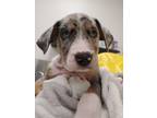 Adopt Scorpius a Pit Bull Terrier, Cattle Dog