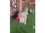 Adopt Serpens a Pit Bull Terrier, Cattle Dog