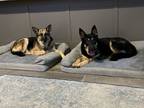 Adopt Fye and Titan a German Shepherd Dog