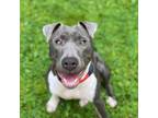 Adopt Foxy a Mixed Breed