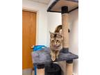 Adopt Mochi a Domestic Medium Hair
