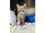 Adopt Mallow a Domestic Medium Hair