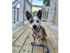 Adopt Electra a Mixed Breed
