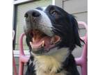 Adopt Rookie a Border Collie