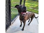 Adopt Coco a Pit Bull Terrier, Mixed Breed