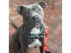 Adopt Demera a Pit Bull Terrier