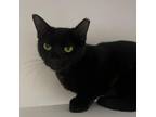 Adopt Conch Shell a Domestic Short Hair