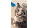 Adopt Flo a Domestic Short Hair