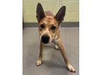 Adopt Cricket a Siberian Husky, Mixed Breed