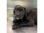 Adopt Glimmer a Retriever, Mixed Breed