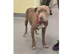 Adopt Duchess Elsie a Pit Bull Terrier, Mixed Breed