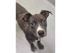 Adopt Cake a Pit Bull Terrier, Mixed Breed