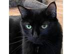 Adopt Tilly Millie a Domestic Short Hair
