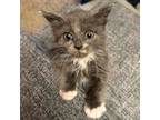 Adopt Rosebud a Domestic Short Hair