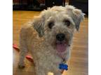 Adopt Highlighter a Havanese