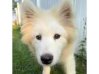 Adopt Duffle Bag a Samoyed