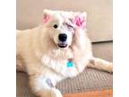 Adopt Binder a Samoyed