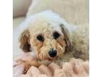 Adopt Locker a Poodle