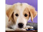 Adopt Hitting the Linx - Wood a Great Pyrenees, Golden Retriever