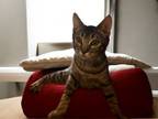 Adopt Cassidy a Domestic Short Hair, Tabby