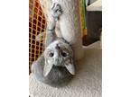 Adopt Whitney a Tabby, Domestic Short Hair