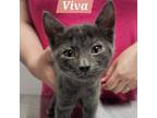 Adopt Viva a Domestic Short Hair