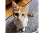 Adopt Topanga a Domestic Short Hair