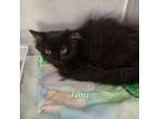 Adopt Toni a Domestic Medium Hair