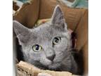 Adopt Harbor a Domestic Short Hair