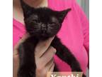 Adopt Xanthi a Domestic Short Hair
