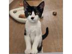 Adopt Jori a Domestic Short Hair