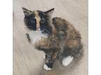 Adopt Paisley a Domestic Medium Hair